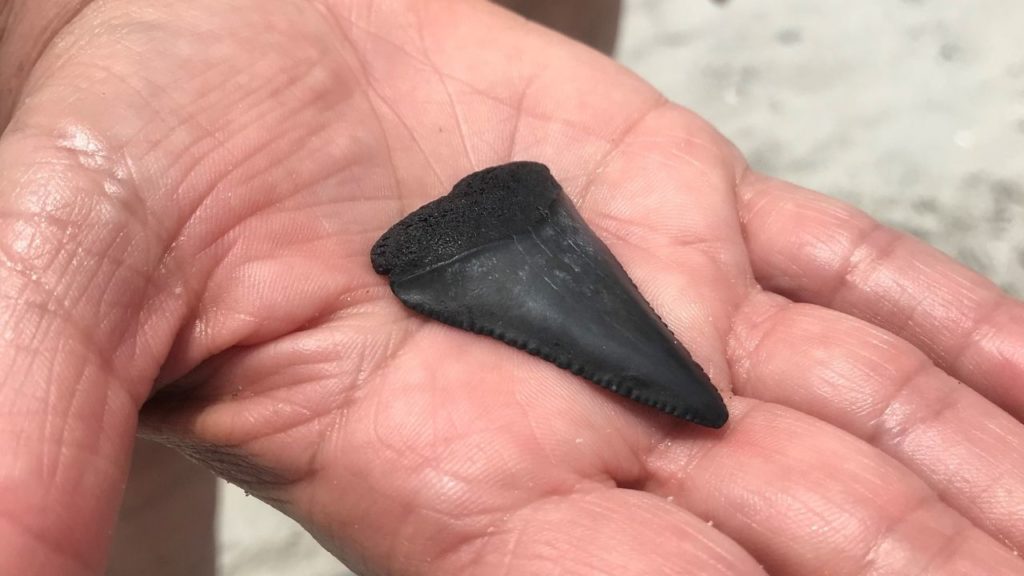 Find Shark Teeth at Myrtle Beach Every Time! 